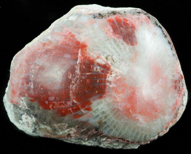 Pennsylvanian Aged Red Agatized Horn Coral - Utah #46752